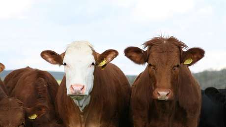 ¿Las vacas color café dan leche chocolatada? ¡Adivine cuántos estadounidenses creen que sí!