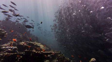 Hallan estos espeluznantes 'monstruos' en el fondo marino australiano (VIDEO)