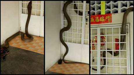 Dramático momento en que una cobra se mete a su casa… y no quiere salir