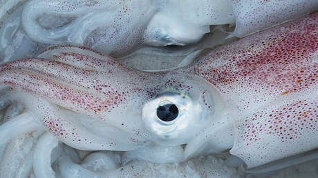 VIDEO: Un 'Kraken' ataca a un surfero y lo arrastra al mar