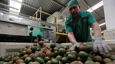 México: El sector petrolero queda atrás por los ingresos que dejan las exportaciones de aguacate