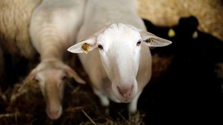 Un 'hombre-cordero enviado por el diablo' aterroriza a una aldea sudafricana (Fotos)