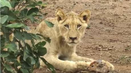 Una leona adopta a una cría de antílope 