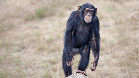 Los chimpancés son más fuertes que los seres humanos (y ya se sabe por qué)