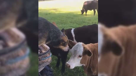 ¿Qué quiere el perro de esta vaca?