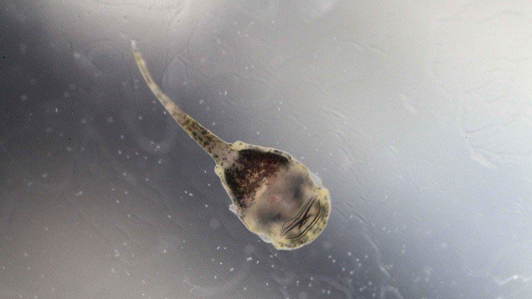 VIDEO: Una especie extinta revive gracias a un niño ecuatoriano