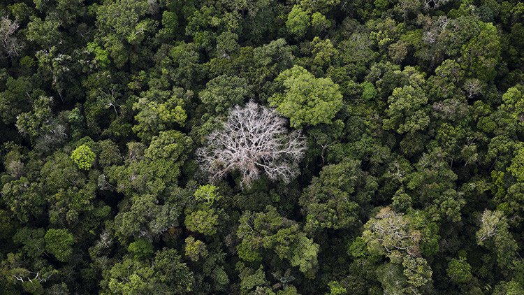 Brasil abrirá 350.000 hectáreas de selva amazónica protegida a la tala, la minería y la agricultura