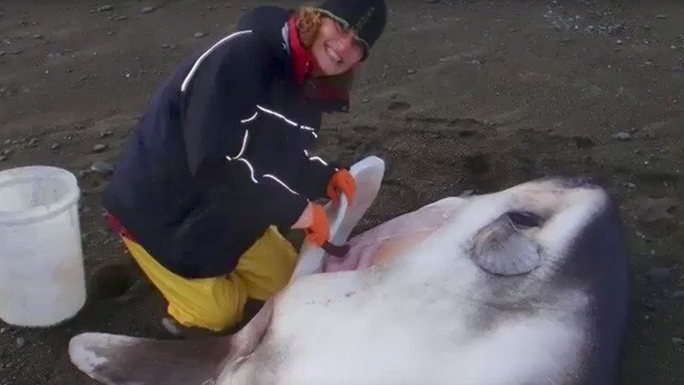 Descubren en Nueva Zelanda una nueva especie de pez luna de 2 toneladas (Fotos)
