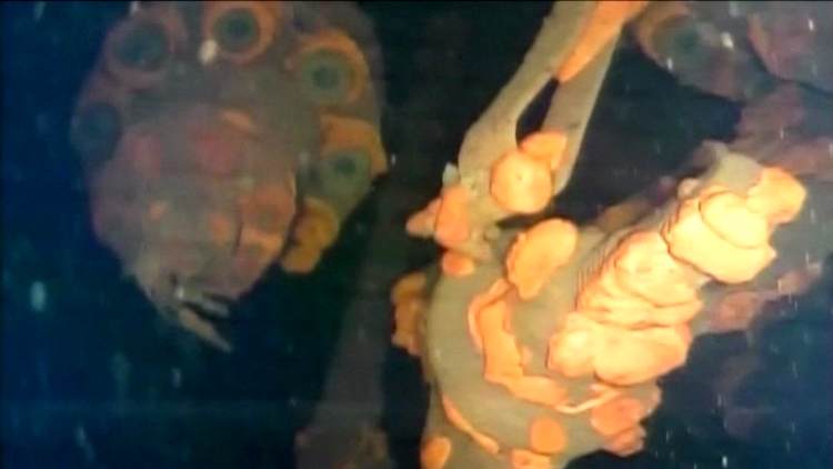 VIDEO: Un robot realiza un importante descubrimiento en la central nuclear de Fukushima