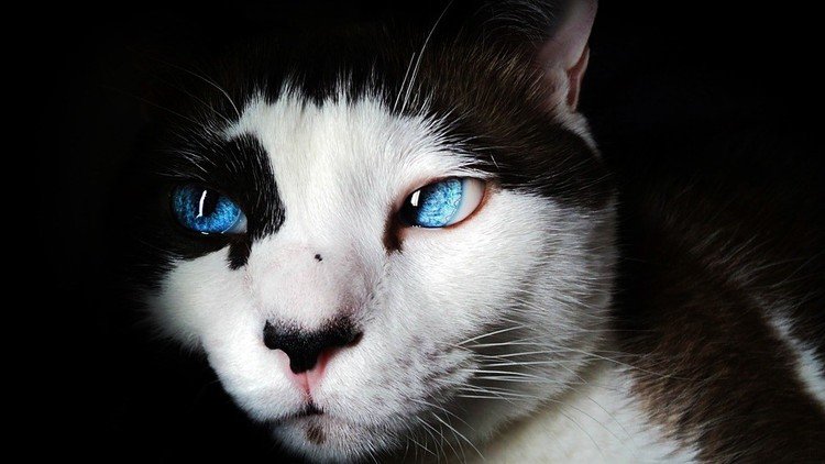 No hay gato encerrado: Muere la primera persona mordida por un minino