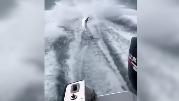 VIDEO: Amarran a un tiburón a una lancha y lo arrastran hasta matarlo 