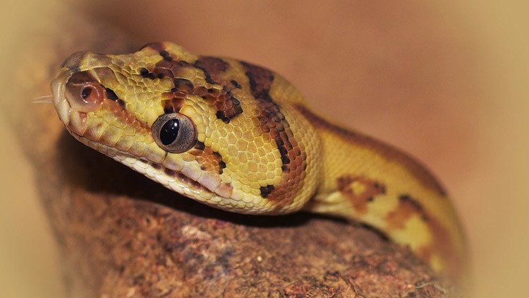 Llamada escalofriante al 911: "Tengo una boa pegada a la cara" (FOTO) 