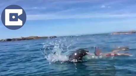 Duelo a muerte entre una foca y un pulpo 