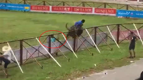 FUERTE VIDEO: Un búfalo mata a su amo durante un festival en Vietnam 