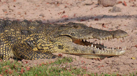 Foto: Una familia mexicana tenía como mascota un cocodrilo