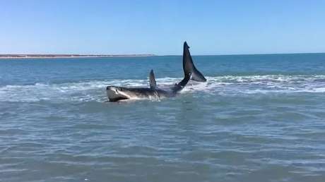 Se encuentra con un enorme tiburón blanco de casi 5 metros en la orilla de la playa