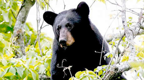 FOTOS: Un estadounidense se despierta al oír el crujido de su cabeza siendo mordida por un oso
