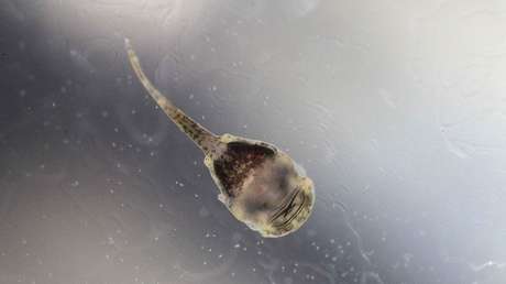 VIDEO: Una especie extinta revive gracias a un niño ecuatoriano