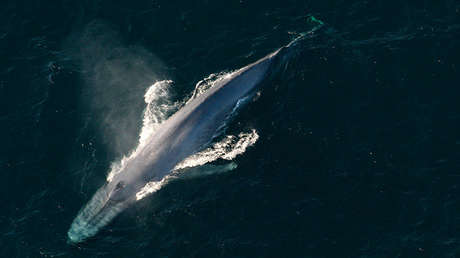 Ballena 'agradece' con un golpe mortal a un hombre que la acababa de salvar