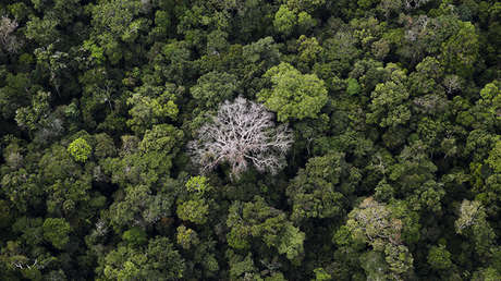 Brasil abrirá 350.000 hectáreas de selva amazónica protegida a la tala, la minería y la agricultura