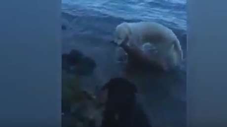 Un golden retriever rescata a un cervatillo que se estaba ahogando