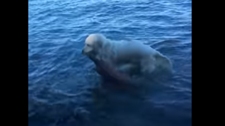 Un golden retriever se mete a las aguas congeladas para salvar a una cría de ciervo