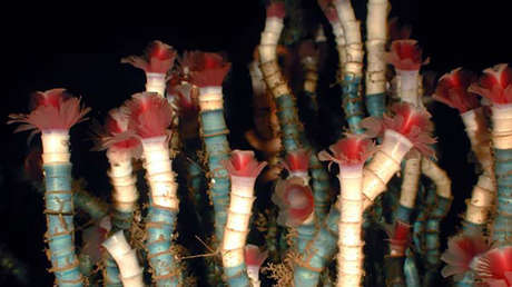 Una especie del golfo de México es uno de los animales más longevos de la Tierra