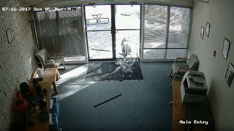 Una cabra enfadada con el mundo descarga su ira contra unas puertas de cristal