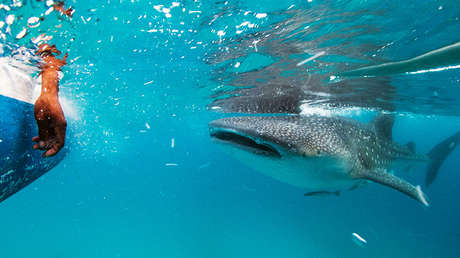 VIDEO: Dos pescadores iraníes 'hacen surf' sobre un tiburón ballena e indignan a la Red