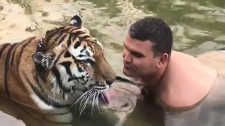 Seducción felina: Hombre besa a un tigre en una 'cita romántica'