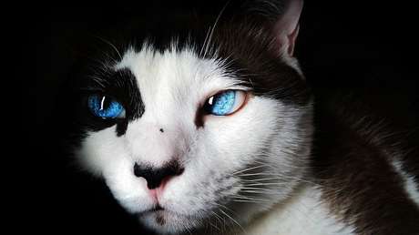 No hay gato encerrado: Muere la primera persona mordida por un minino