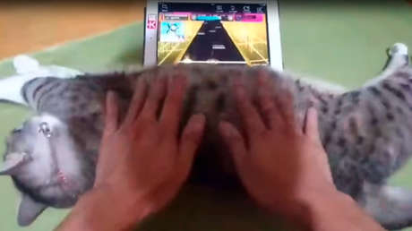¿Un gato 'joystick'? Un japonés 'se inventa' un truco para un videojuego