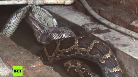 Huésped no invitado: enorme pitón entra en una casa de China 