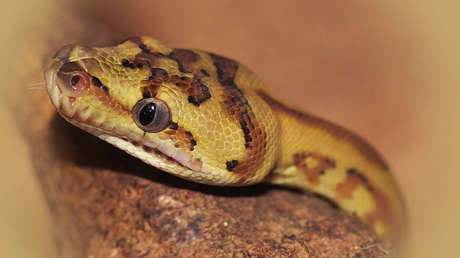 Llamada escalofriante al 911: "Tengo una boa pegada a la cara" (FOTO)