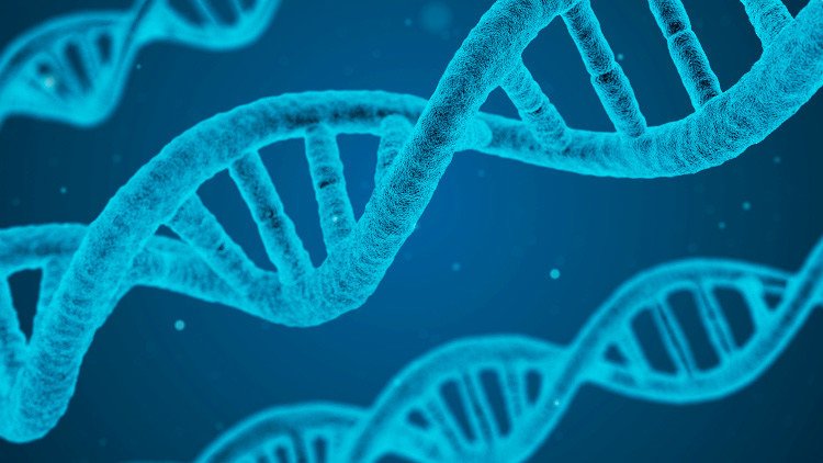 Cerdos modificados genéticamente podrían ser donantes de órganos para humanos