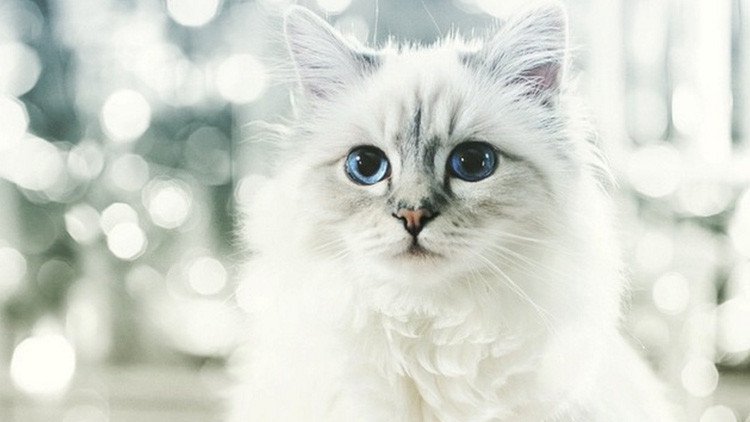 El animal que gana más de 3 millones de dólares al año (FOTOS)