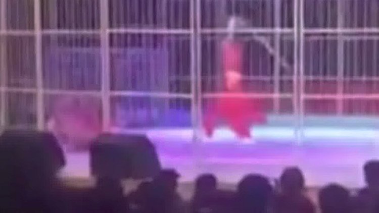 FUERTES IMÁGENES: Un tigre ataca al entrenador frente a espectadores horrorizados