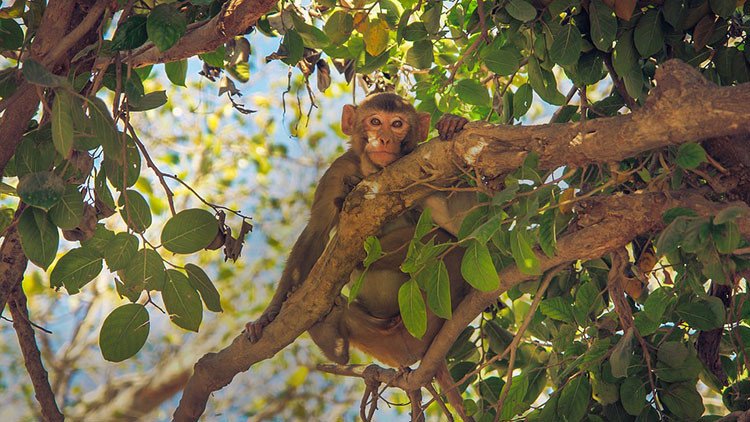 FOTO: Científicos fotografían un escurridizo animal de la Amazonia que no se veía desde 1936