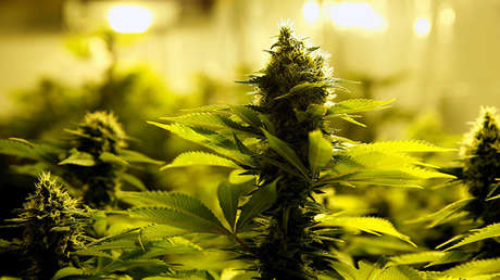 Puerto Rico apuesta por la marihuana para contrarrestar la grave crisis económica