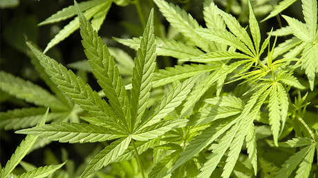 Un indonesio es encarcelado por cultivar marihuana para su esposa enferma de cáncer