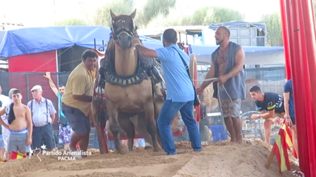 Golpes en hocico, barriga o testículos: las exhibiciones de 'tiro y arrastre' en Valencia (VIDEO) 
