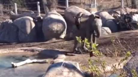 El combate del siglo: un ganso contra un elefante