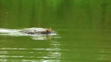 ¿Qué es esta extraña criatura acuática que vive en Brunéi?