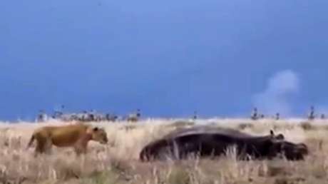 Un león despierta a un hipopótamo y comete el peor error de su vida