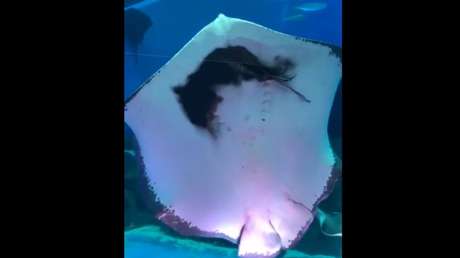 Una raya devora sin piedad a un calamar