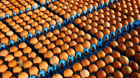 Huevos contaminados con un pesticida, un escándalo que sacude Europa