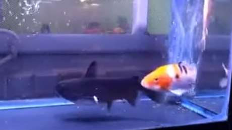 Convivencia peligrosa: Este pez no tardó en demostrar lo que era capaz de hacer con su compañero