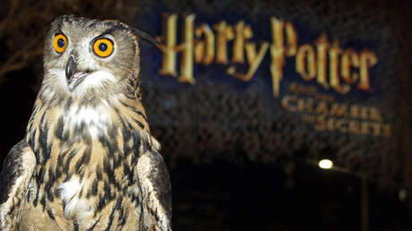 Los búhos de Asia, ¿en jaque por la obsesión con 'Harry Potter'?