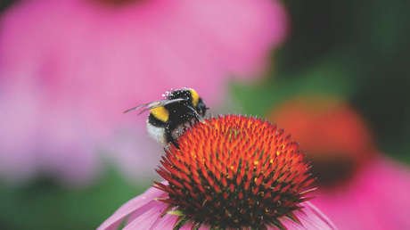 Un polémico plaguicida impide que los abejorros pongan huevos y pone en peligro a la especie