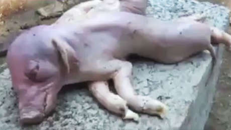 Un cochinillo mutante con ocho patas y dos cuerpos nace en una granja china (FOTO, VIDEO)